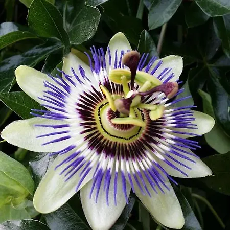 Casa Margherita לינה וארוחת בוקר Villar San Costanzo